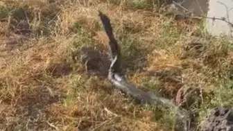Diyarbakır Çınar kırsalında üç metre uzunluğundaki yılanlar görüntülendi