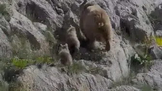 Ovacık kırsalında anne ayı ve yavrularının doğal anları kayıt altına alındı