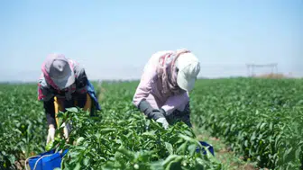 Muş Ovasında kavurucu sıcak altında biber hasadı telaşı başladı