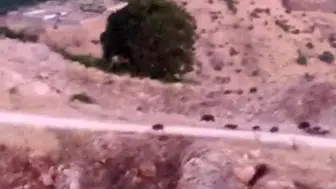 Çermik kırsalında yiyecek arayan domuz sürüsü kameralara yansıdı