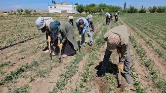 Bitlis Adilcevaz'da tarlada kavurucu sıcakla zorlu mesai