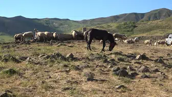 Tunceli Hel Dağı yaylacılık ücretlerini hayvan başına 30 liraya sabitledi