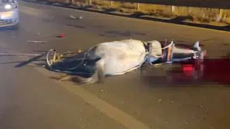 Birecik Köprüsü üzerinde at arabasına çarpan araç kazaya yol açtı