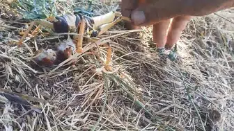 Elazığlı vatandaşın dev çekirgeyi balıkla doyurduğu anlar kameraya yansıdı