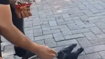 Elazığlı vatandaşın duyarlı davranışı aç kalan yavru kargayı hayata döndürdü