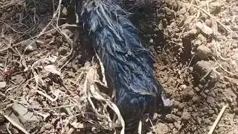 Elazığlı çiftçinin tarlasında bulduğu gizemli hayvan şaşırttı