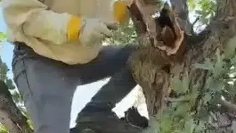 Palu ormanlarında kuruyan meşe ağacından doğal bal çıktı