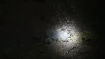 Tunceli ormanlarında yaban domuzu ve boz ayı gece vakti yan yana geldi