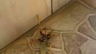 Diyarbakır'da kedinin dev çekirge ile eğlenceli anları kameraya yansıdı
