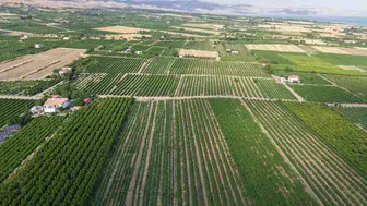 Elazığ bağlarında ağustos bereketi başladı