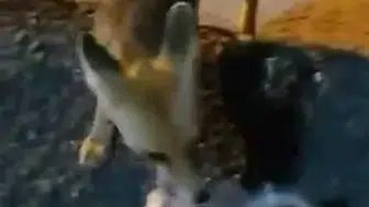Elazığ sokaklarında tilkiyle sohbet eden vatandaşın görüntüleri gülümsetti