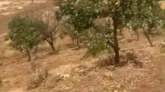 Fıstık bahçelerini gece basan yaban domuzları 20 yıllık ağaçları kırdı