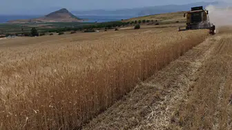 Tatvan ovasında buğday bereketi yaşanıyor