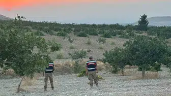 Şanlıurfalı fıstık üreticilerinin hasat mesaisinde jandarma koruması devrede