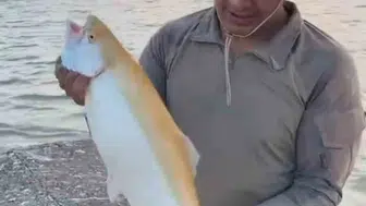 Keban Barajı'nda oltaya takılan nadir sarı alabalık şaşkınlık yarattı