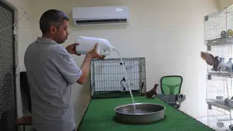 Diyarbakırda altın değerindeki güvercinler klimalı odalarda serinliyor