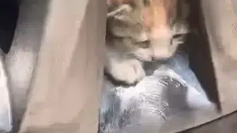 Elazığda otomobil jantına gizlenen kedi ailesini itfaiye ekipleri kurtardı