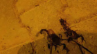 Batman Binatlı köyünde artan akrep istilası halkı tedirgin ediyor
