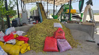 Çermikli üreticiye erken hasat uyarısı
