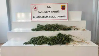 Şanlıurfa kırsalında kenevir baskını
