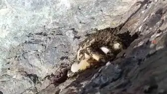Elazığ dağlarında arıların sarp kayalıklara inşa ettiği doğal petekler görüntülendi