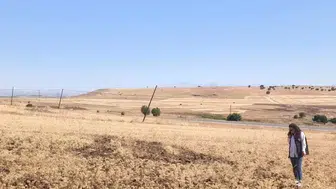 Elazığ Ağın bölgesinde geleneksel tüylü nohut hasadı yüzleri güldürdü