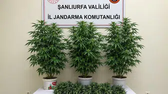 Şanlıurfa Bozova jandarma operasyonunda kenevir bitkileri yakalandı