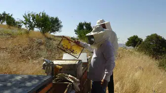 Batman Gercüşlü arıcılar verimli geçen sezonun ardından bal hasadına hazırlanıyor