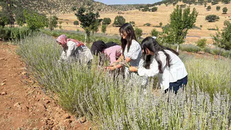 Midyatlı kadınlar kırk yıllık boş araziyi lavanta tarlasına çevirdi