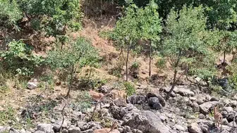 Munzur Nehri kıyısında nadir görülen dağ keçileri objektiflere yansıdı