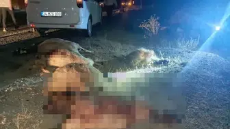 Hakkari Van yolunda otomobil sürünün arasına daldı