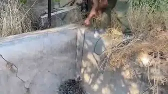 Boş havuzda mahsur kalan oklu kirpi doğaya geri döndü