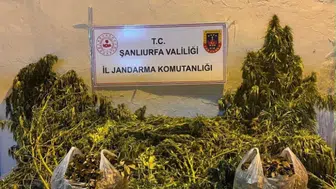 Eyyübiye'deki operasyonda 625 kök kenevir bulundu