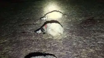 Çınar'da gece yağışı ağıla yıldırım düşürdü