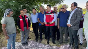 Birecik tarlalarında coğrafi işaretli patlıcan hasadı heyecanı yaşanıyor