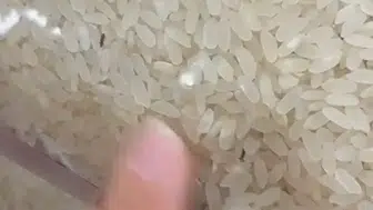 Elazığ’da marketten alınan pirinç paketinden böcekler çıktı