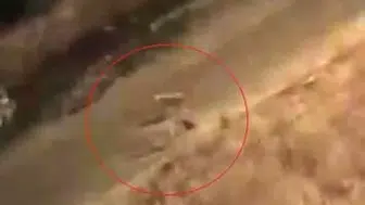 Siirt Baykan sokaklarında köpekle kedi arasında yaşanan acı olay görüntülendi