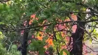 Dicle ve Hani arasındaki ormanlık alanda yangın büyüyor
