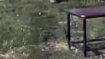 Dicle Nehri kıyısında nesli tükenmekte olan su samuru görüntülendi
