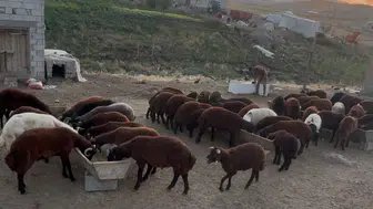 Ağrı Patnos'ta besicilerin sonbahar mesaisi başladı
