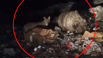 Bingöl'de ayı ve kurtlar yerleşim yerlerine kadar indi