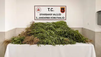 Diyarbakır'da jandarma ekipleri binlerce kök kenevir ele geçirdi