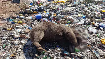 Bingöl Kiğı'da üç bozayı silahla vurularak öldürülmüş halde bulundu
