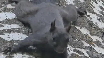 Tunceli Pülümür ormanlarında nadir görülen kara sincap kameraya yansıdı