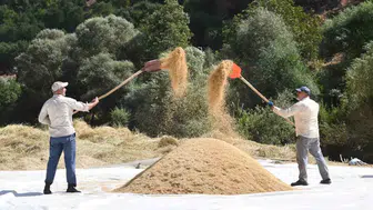 Bitlis'te yüzyıllık gelenekle Şeyhciman pirinci hasadı başladı