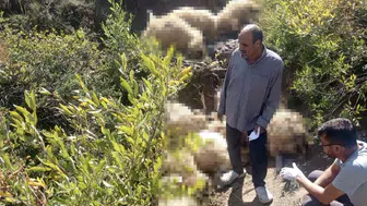 Ovacık yaylasında yabani hayvan paniği 40 koyunun sonu oldu