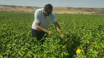 Cizre pamuk tarlalarında zararlılara karşı feromon tuzağı dönemi
