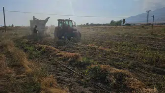 Adilcevaz ovasında fasulye hasadı bereketi yaşanıyor