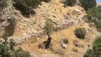 Diyarbakır kırsalında yaban keçileri sürüsü görüntülendi