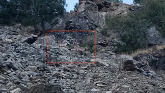 Diyarbakır Çüngüş kırsalında nesli koruma altındaki dağ keçileri görüntülendi